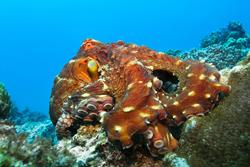 Zanzibar Scuba Diving Holiday. Octopus.
